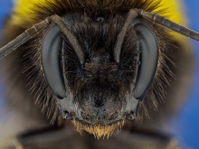 Bombus Sp.