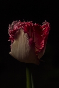 Tulipan