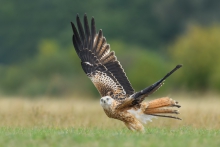 Kania Ruda, Red Kite (M...