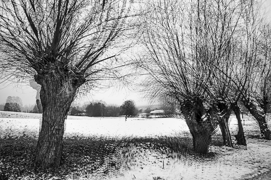 romank - Brak tytułu. -. Zdjęcie 337430