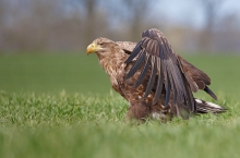 Haliaeetus albicilla