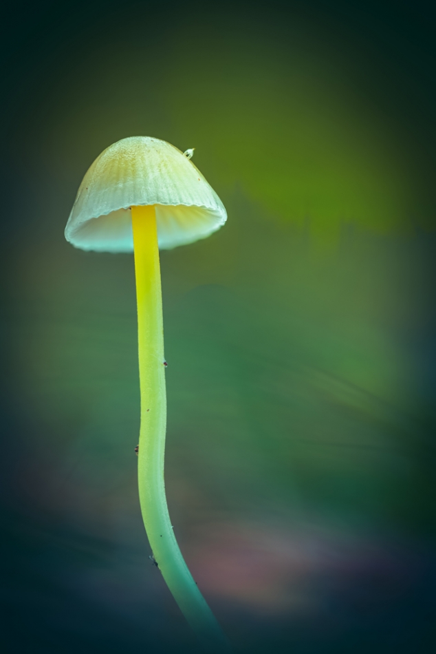 Teodoro16 -            . Grzybówka cytrynowa. Zdjęcie 327578