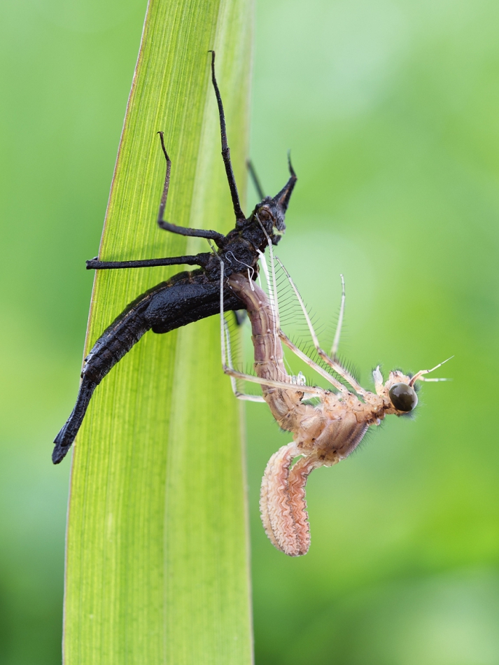 prajzner - Calopteryx. . Zdjęcie 244410