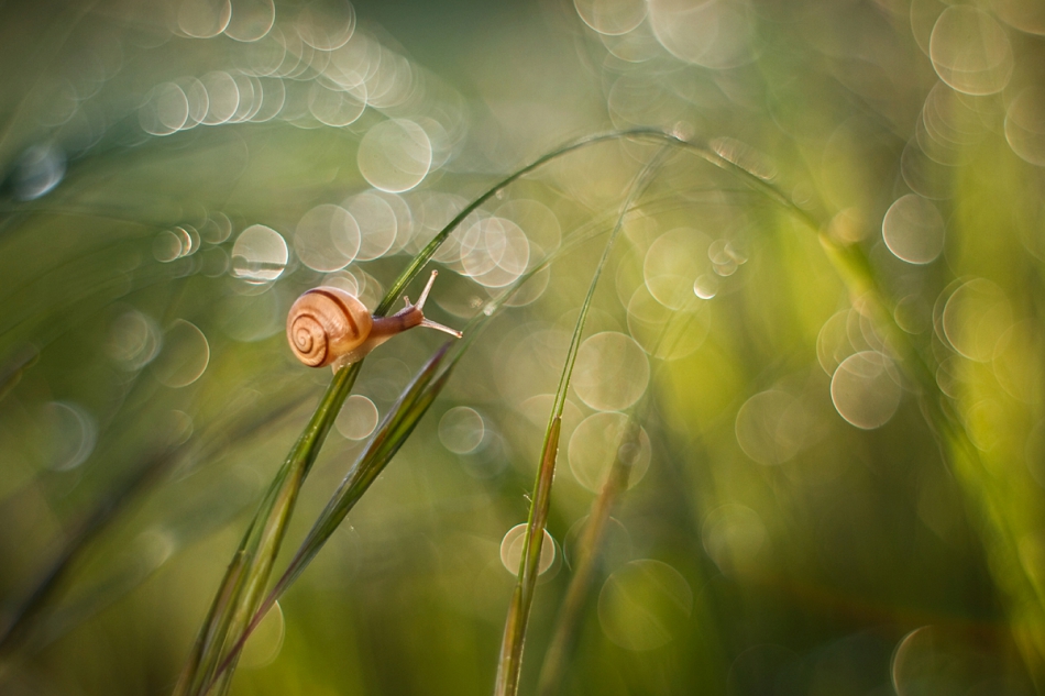 agnez - ***. Pentacon 50/1.8  Zapraszam na PE. Zdjęcie 139364