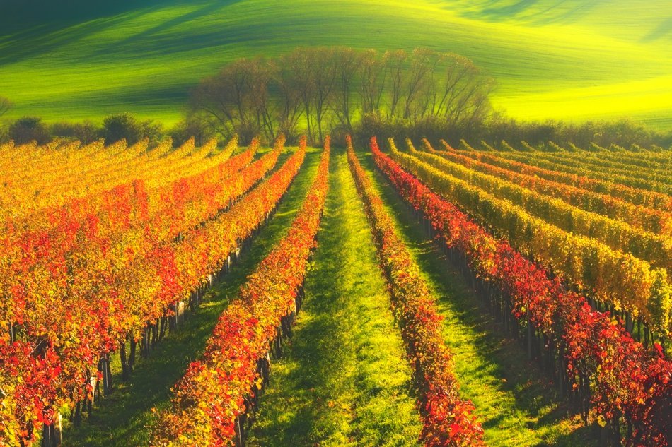 bonnieandclyde - Autumn In The Vineyard. . Zdjęcie 274928
