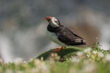 Atlantic puffin