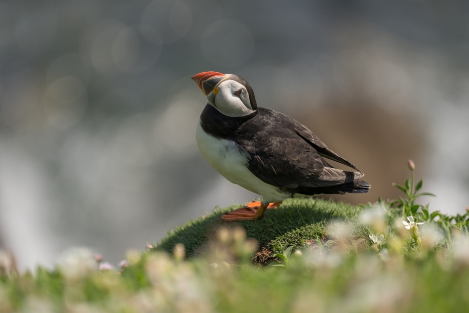 a95q8cwchb - Atlantic puffin. . Zdjęcie 324577