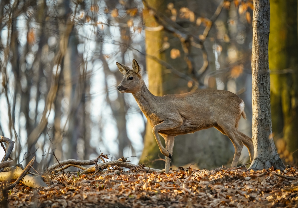 amigamedia - W bukowych ostojach,bez zmian.  Sarna Capreolus capreolus Przyroda naszego regionu - Lasy Państwowe-Nadleśnictwo Rybnik.Bełsznica Wieś. . Zdjęcie 299977