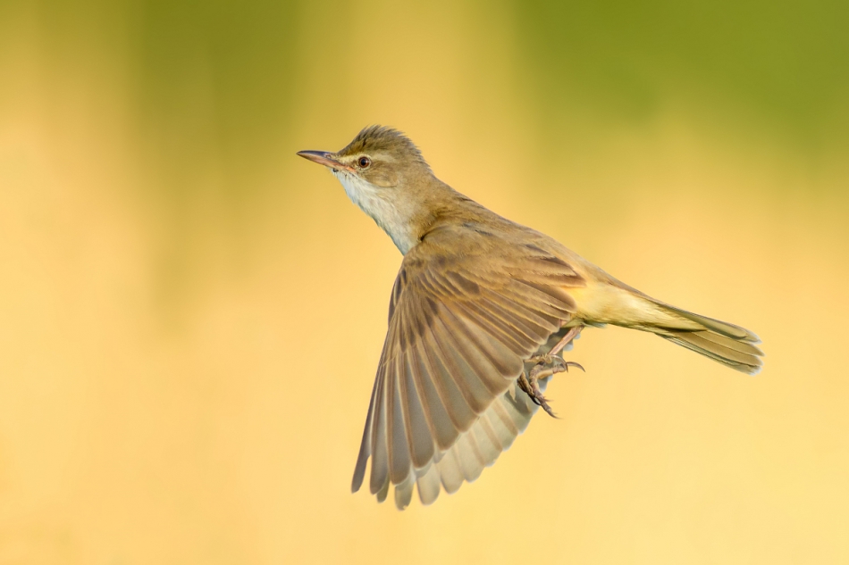 raftik - Trzciniak, Great Reed-Warbler (Acrocephalus arundinaceus) ... . . Zdjęcie 253071