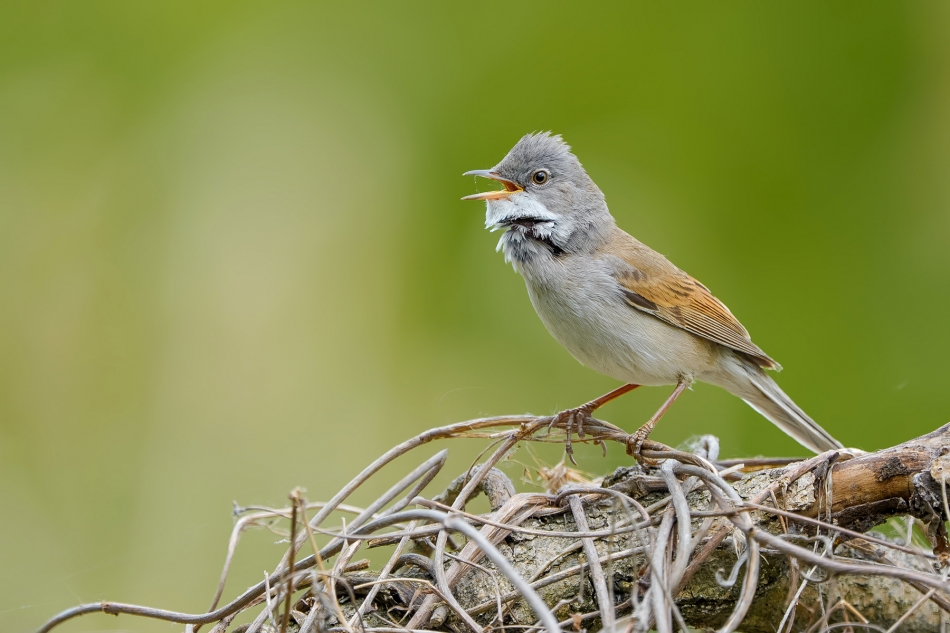 fotodam - Cierniówka na cierniach. Cierniówka (Sylvia communis) Common Whitethroat . Zdjęcie 332951