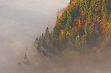 burning forest
