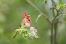 Dziwonia, Common Rosefi...
