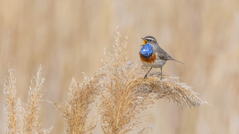 meczata - Klejnot trzcinowiska. Podróżniczek zaprasza na PE :). Zdjęcie 336634