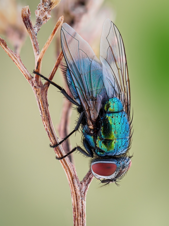 irass - Lucilia sericata.. Plenerowy stack z 54 zdjęć :).. Zdjęcie 275333