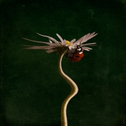 Ladybird