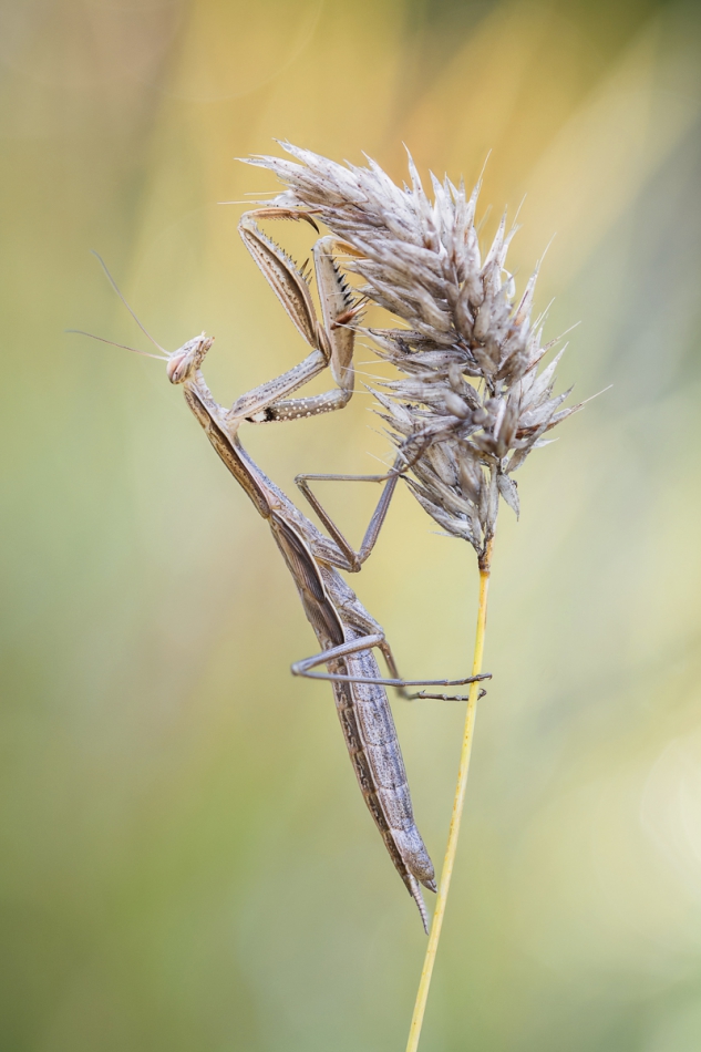 prajzner - Mantis religiosa. Modliszka europejska - odmiana brązowa  Zdjęcie wykonane techniką focus stacking. Przysłona f5, 5 ujęć. Światło oraz środowisko - naturalne.. Zdjęcie 200005