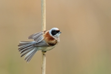 Remiz, Eurasian Penduli...