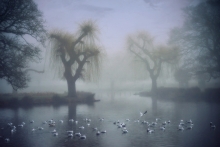 On a grey foggy day...
