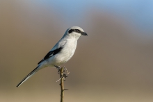 Srokosz, Northern Shrik...