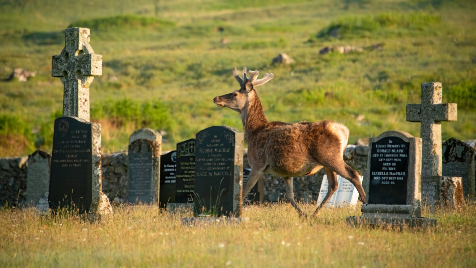 In loving memory of. More than 150,000 deer are to be professionally culled across Scotland over the next five years. Forestry and Land Scotland. Zdjęcie 316530