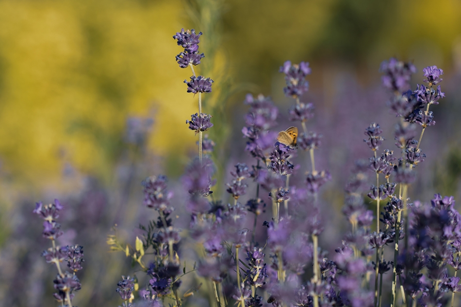 Lawendowe pole. . Zdjęcie 334638