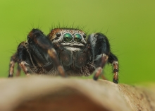 ,Jumping spider.