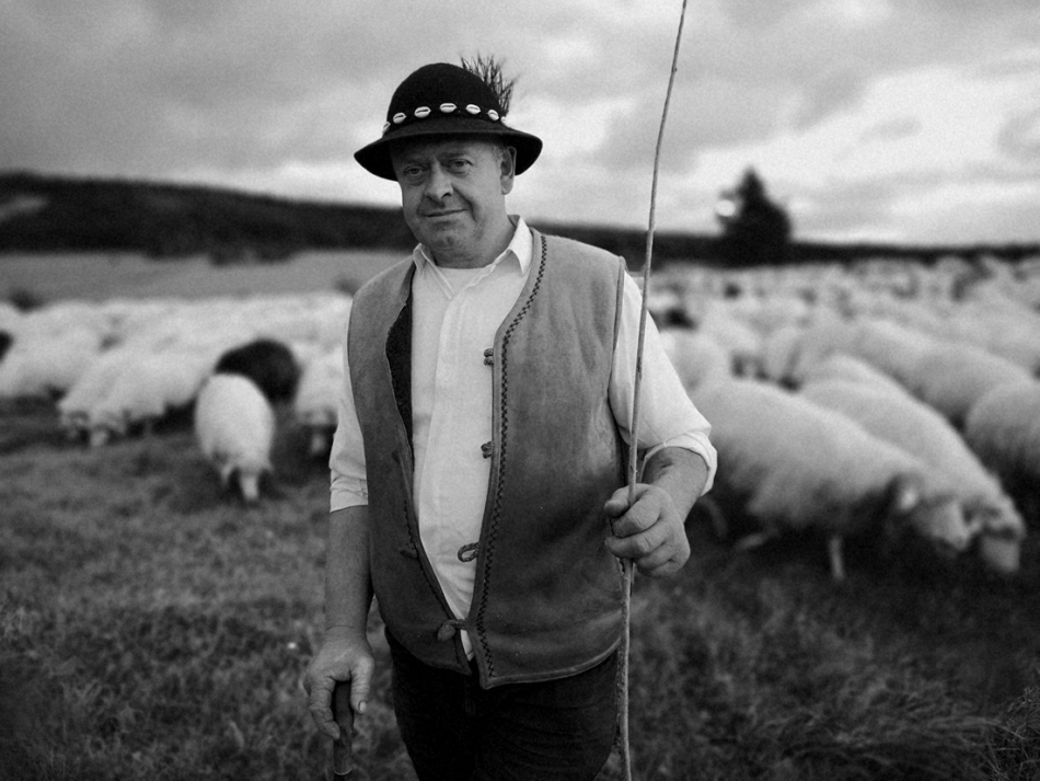yamayka - Karpacki Redyk . Owce z pastwisk Beskidu Niskiego wyruszyły do miejsca zimowania – do Nowego Targu. Stado bacy Józefa Klimowskiego ma do przejścia ponad 150 kilometrów.Setki owiec wyruszą w 5 dniową wędrówkę.. Zdjęcie 320525