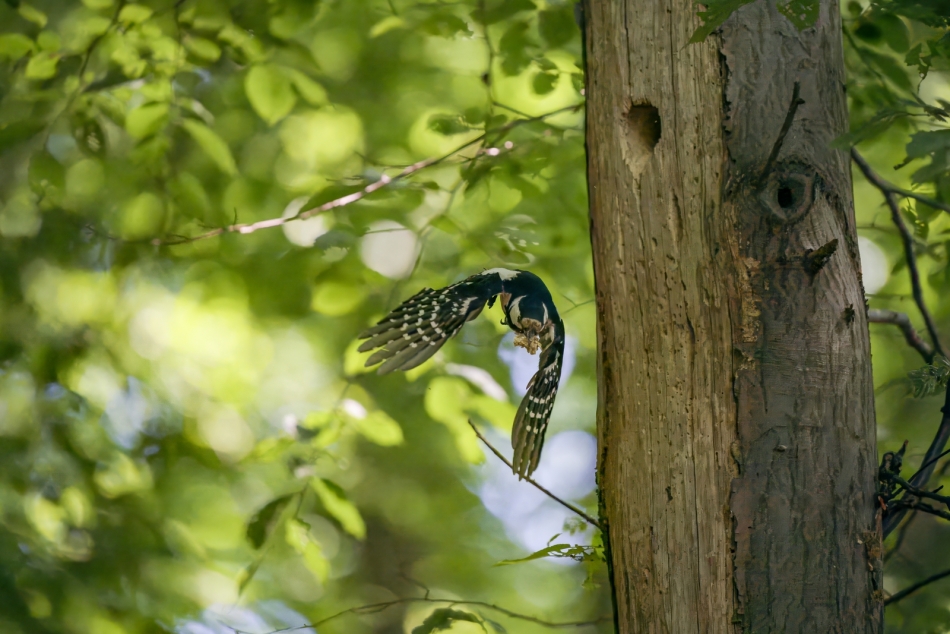 amigamedia - Wiosna,to czas kursowania....  Dzięcioł duży (Dendrocopos major) Przyroda naszego regionu - Bełsznica Wieś Sony ILCE-1+Sony SEL200600G FE 200-600mm f/5.6-6.3 G OSS Przysłona: f/6,3; Czas ekspozycji: 1/3200 s; ISO: 20000; Ogniskowa: 600 mm.. Zdjęcie