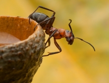 ANT!