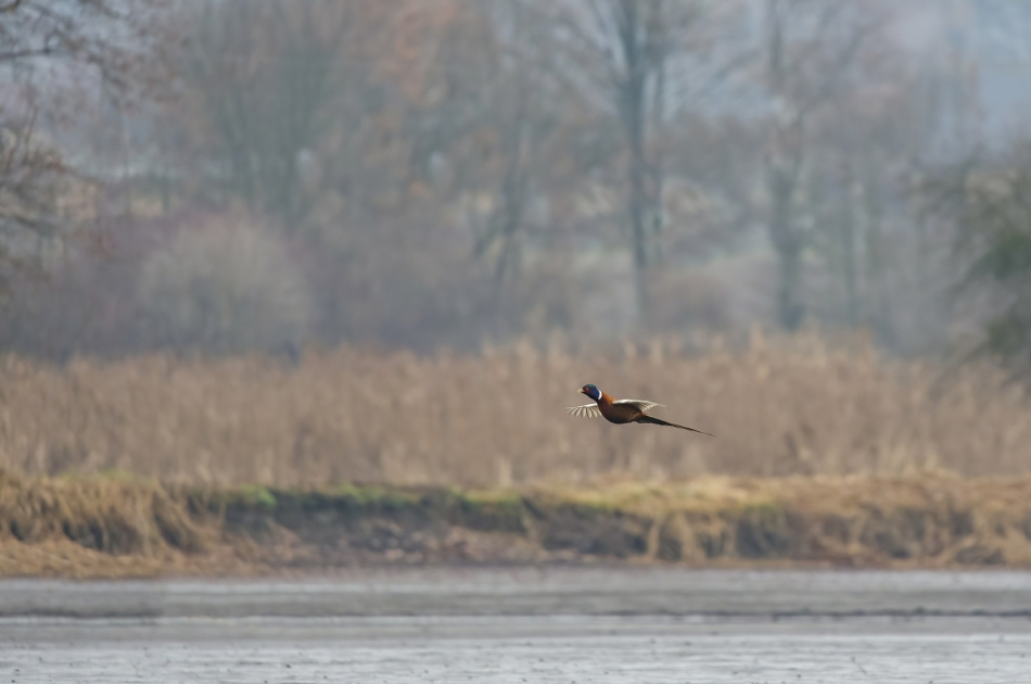 amigamedia - Lot ślizgowy. Bażant - Phasianus colchicus Przyroda naszego regionu - Gorzyce. Sony ILCE-1+Sony SEL200600G FE 200-600mm Przysłona: f/6,3; Czas ekspozycji: 1/800 s; ISO: 1000; Ogniskowa: 600 mm.. Zdjęcie 329605