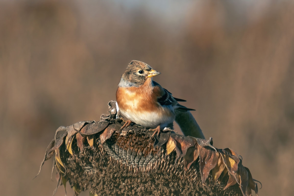 arkadiusz_fotografia - Jer na stołówce. . Zdjęcie 336440