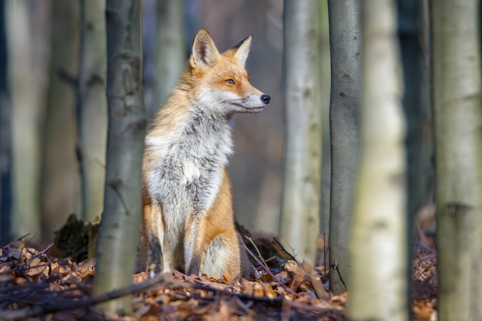 amigamedia - Strażnik bukowych ostoi. Lis (Vulpes vulpes) Przyroda naszego regionu - Bełsznica Wieś. Sony ILCA-77M2+Tamron 150-600 - Przysłona: f/6,3; Czas ekspozycji: 1/500 s; ISO: 1000; Ogniskowa: 460 mm.. Zdjęcie 330118