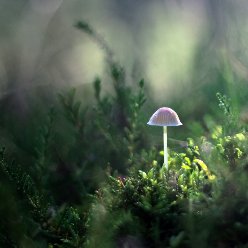 akrims - #032. + DCR 250. Zdjęcie 137140