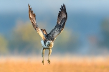 Myszołów, Common Buzzar...