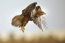 Buteo buteo