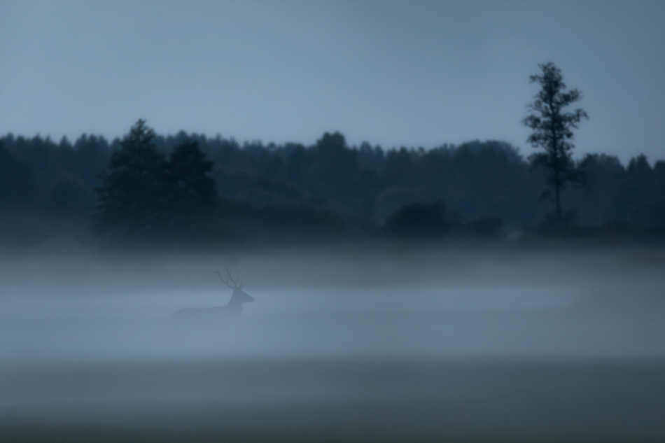 darek_d - rykowisko. . Zdjęcie 318492