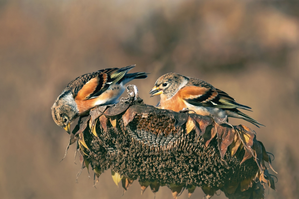 arkadiusz_fotografia - Jery na stołówce. . Zdjęcie 336463