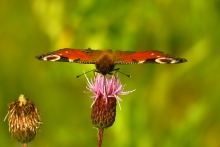 Rusałka pawik (Aglais io)