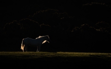 Four Kinds of Horses II