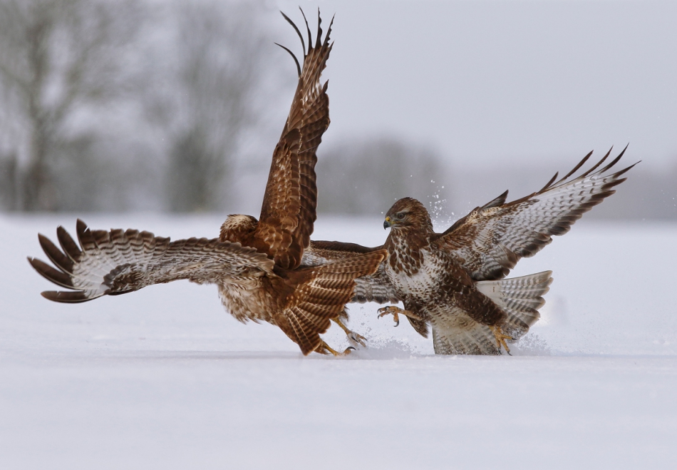 hubros - Spinka. Bueto buteo. Zdjęcie 235693
