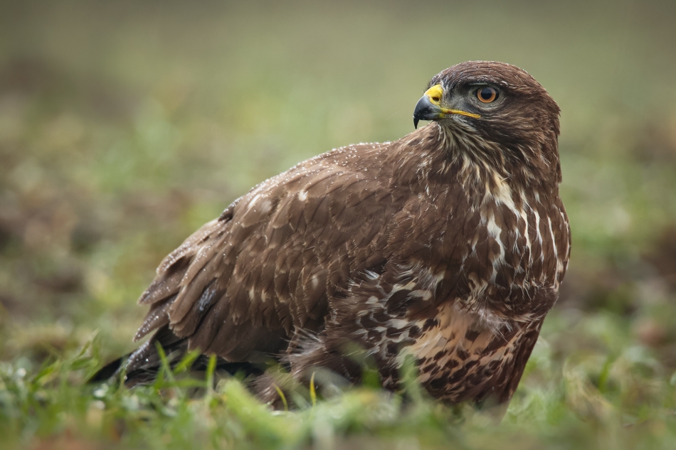 marcinmm - Myszołów zwyczajny ( Buteo buteo ). . Zdjęcie 322480