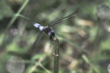 Dragon fly