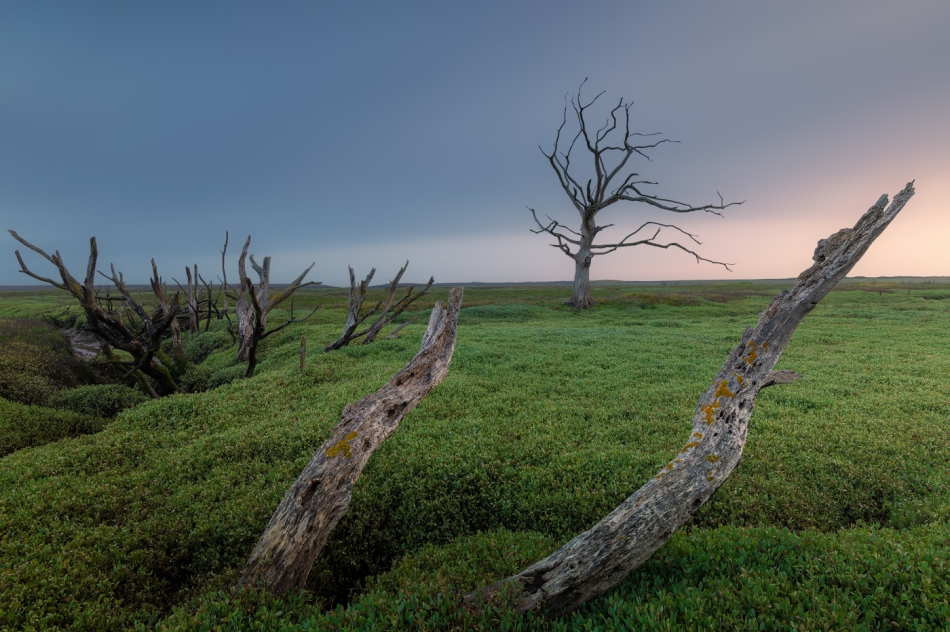 mwillman - Porlock Marsh. . Zdjęcie 315615