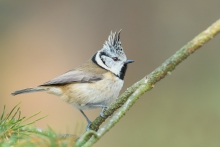 Czubatka, Crested Tit  ...