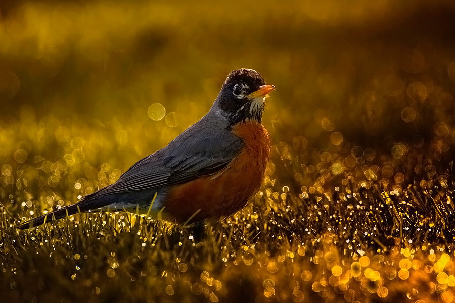fotosc - Robin. . Zdjęcie 91145