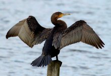 Kormoran