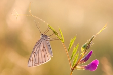 Dyblik liniaczek