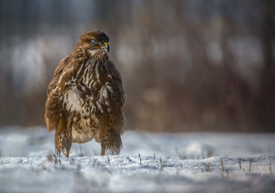 marcinmm - Myszołów zwyczajny ( Buteo buteo ). . Zdjęcie 316572