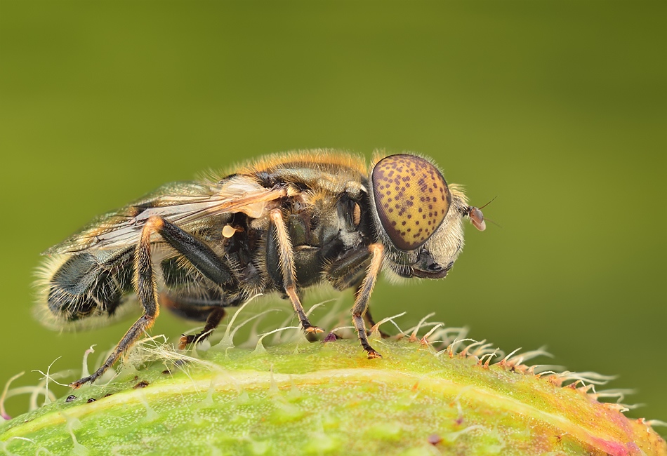 irass - ,dziwnooka.. ,Pierwsze oficjalne zdjecie z mojej nowej puszki Nikona D7000:). za modela posluzyla mi Eristalinus Aeneus:).. Zdjęcie 29072