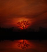 Fire tree